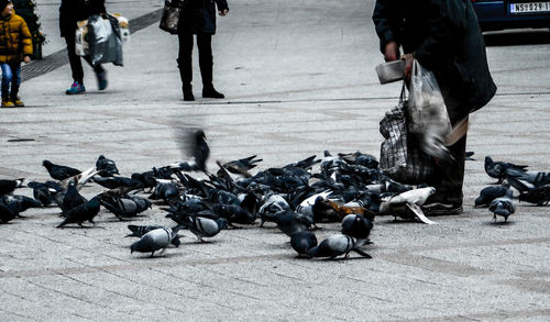 Low section of people on birds