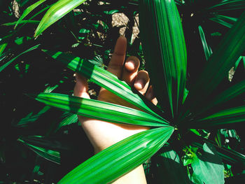 Close-up of hand on plant