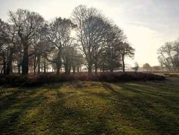 Trees on field against sky