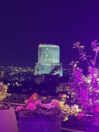 Purple flowers in city at night