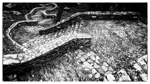 Close-up of tree trunk