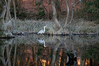 View of birds in forest