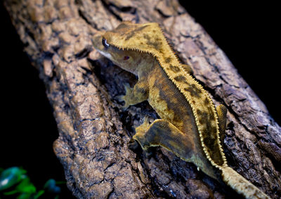Close-up of lizard on tree trunk