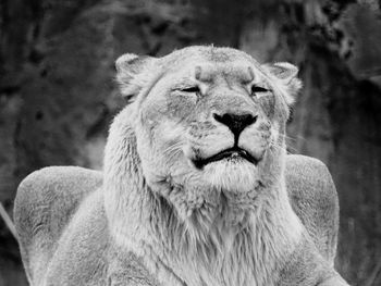 Close-up of lioness with eyes closed