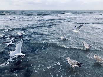 Seagulls in the north sea