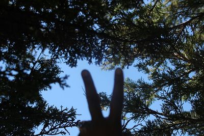 Low angle view of trees against sky