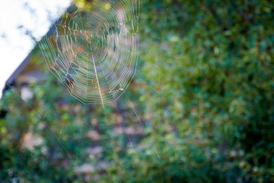 Close-up of spider web on plant