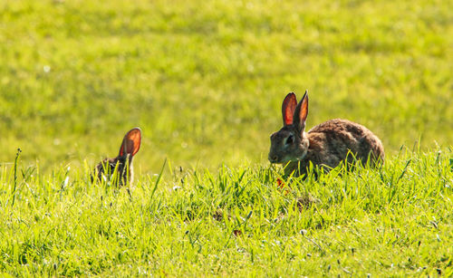 Rabbit in a field