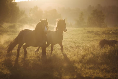 Horses running in field at sunrise