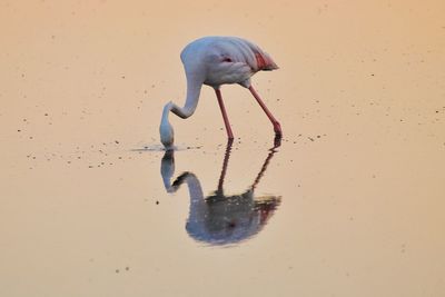 High angle view of bird on shore