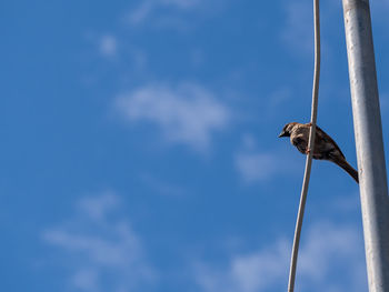 Low angle view of bird perching on pole against sky