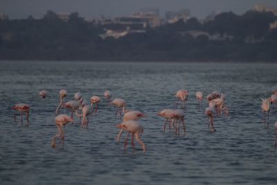 flamingo