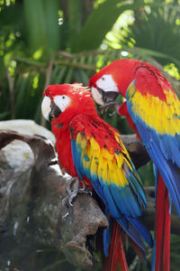 Close-up of parrot perching on tree