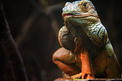 Close-up of chameleon