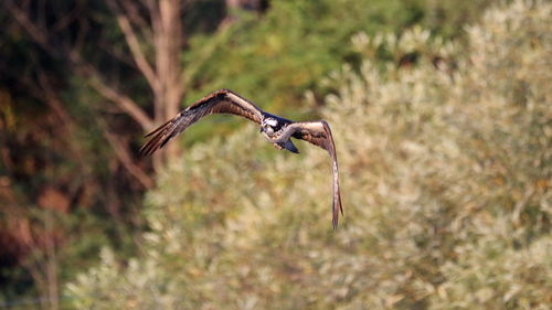 Bird flying in a forest