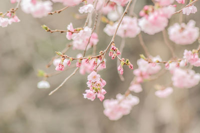 Close-up of pink cherry blossom