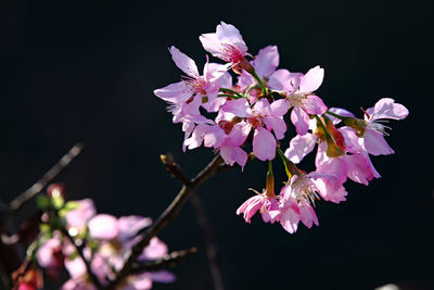 Close-up of pink flowers on branch