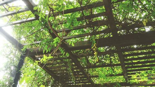 Low angle view of bamboo trees in the forest