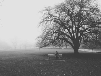 Bare trees on road in foggy weather