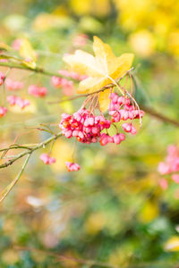 Close-up of pink flowering plant