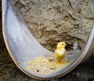 High angle view of young chicken in a coconut shell
