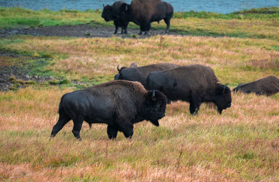 A herd of bison moves quickly along the firehole river in yellowstone national park