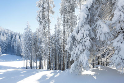 Snowy forest winter background. sunny frost weather in mountains