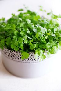 Close-up of potted plant