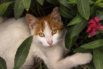 Portrait of cat on plant