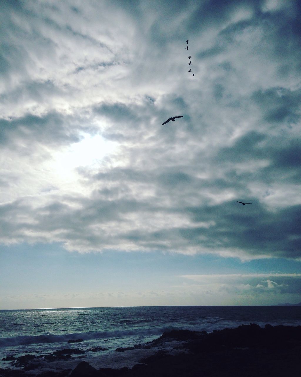 sea, flying, cloud - sky, sky, horizon over water, beach, scenics, nature, water, beauty in nature, outdoors, no people, sand, bird, day, animal themes