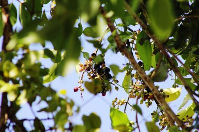 Low angle view of bee on tree