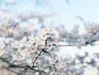 Close-up of white cherry blossom tree