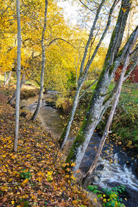 Trees by stream in forest during autumn