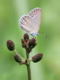 Close-up of butterfly pollinating on thistle