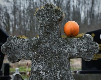 Close-up of orange