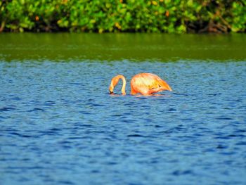 Duck swimming in a lake