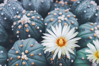 Close-up of white daisy flowers