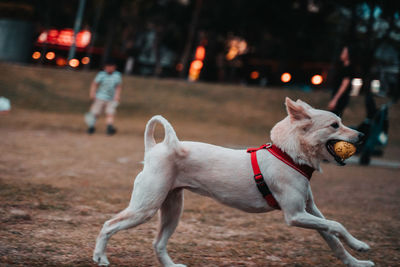 Dog looking away