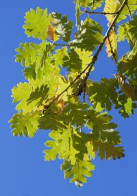 Low angle view of flowering plant against blue sky