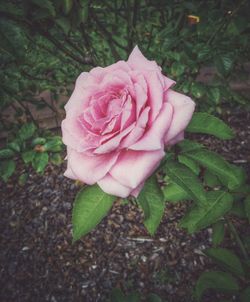 Close-up of pink rose