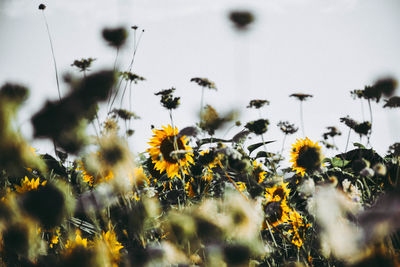 Close-up of yellow flowering plants on field