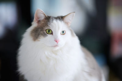 Close up portrait of a white cat