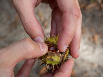 Cropped image of hand holding chestnut
