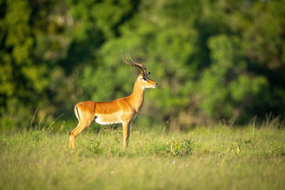 Male common impala stands staring on savannah