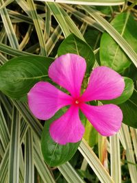 Close-up of iris blooming outdoors