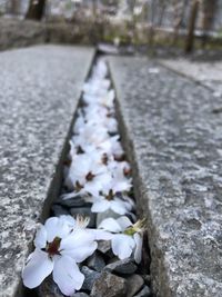 Close-up of flowers on retaining wall