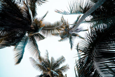 Low angle view of palm trees against sky