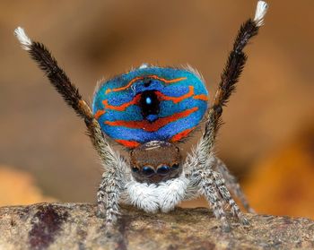 Close-up of insect