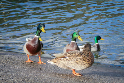 High angle view of mallard ducks swimming in lake