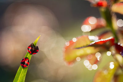 Close-up of ladybug on plant